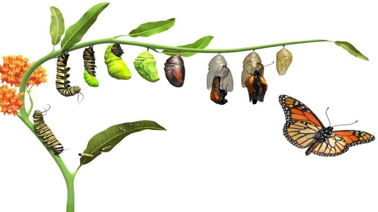 Превращение гусеницы в бабочку: стадия превращения