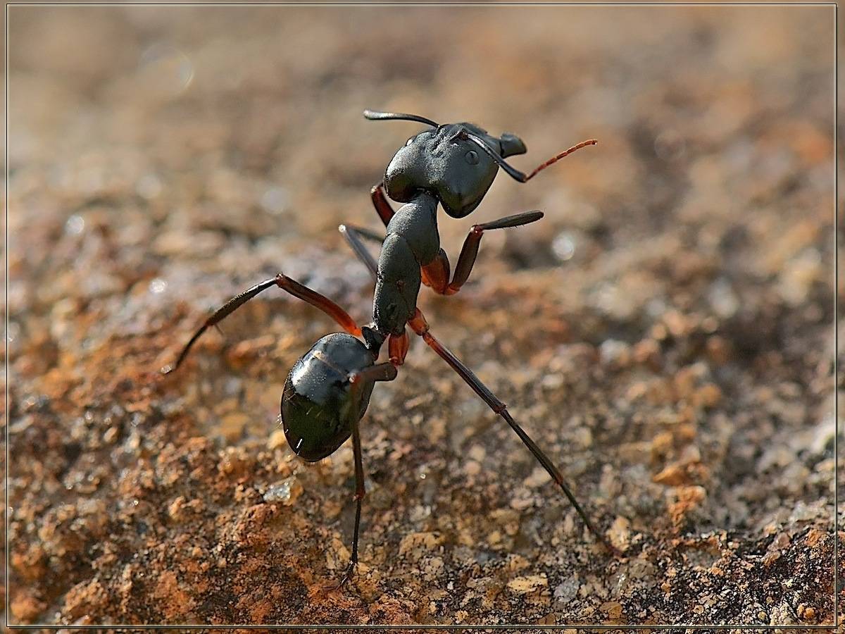 Маленькие соседи по планете: обзорная статья о муравьях