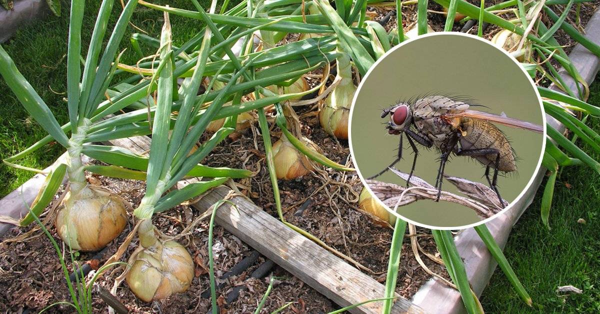 Как и чем бороться с луковой мухой: методы профилактики, народные способы и рецепты, инсектицидные средства