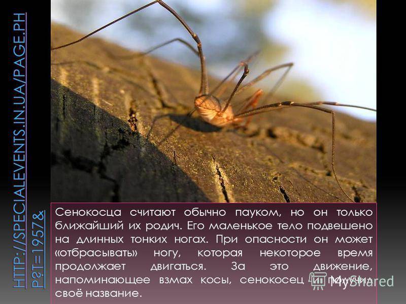 Как выглядит паук сенокосец – ареал обитания и особенности поведения | дезинфекция, дезинсекция, дератизация - информационный портал