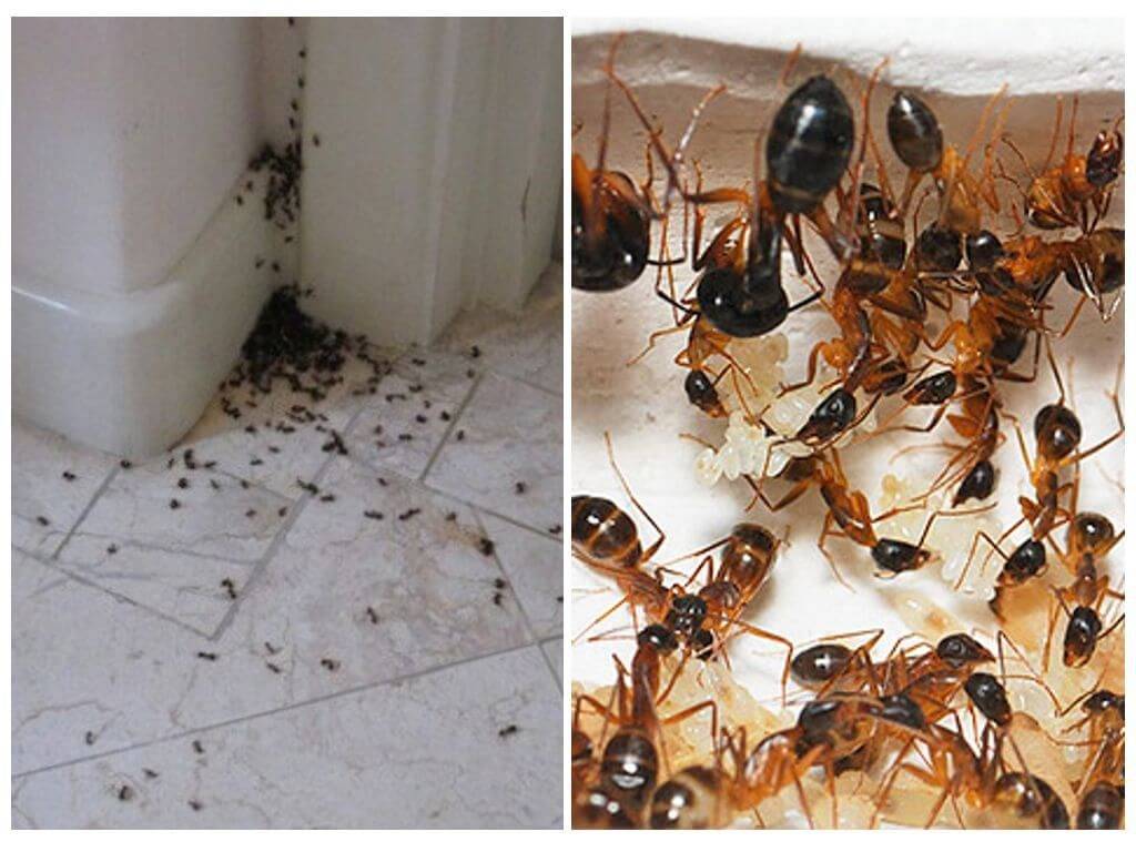 Как избавиться от “фараоновых” муравьев в квартире – способы решения проблемы