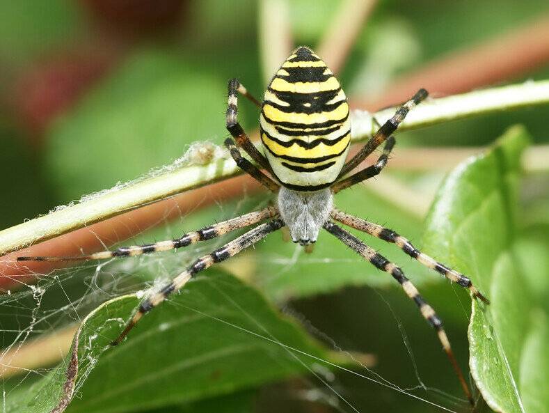 Симпатичный и коварный. паук с желтыми полосками. опасное соседство — паук с крестом на спине паук с желтым тельцем