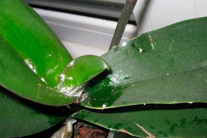 Мучнистый червец на орхидее – как избавиться. способы избавления от мучнистого червеца на орхидее