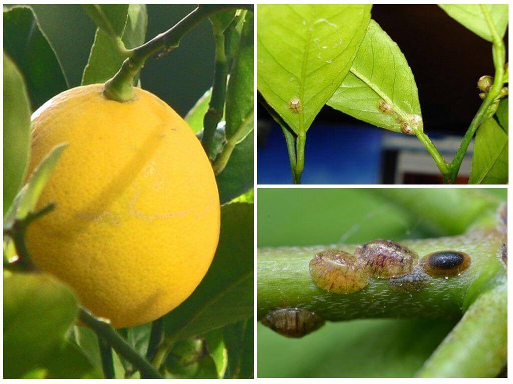 Лучшие способы борьбы со щитовкой на лимоне: химические средства, ручной сбор и народные методы