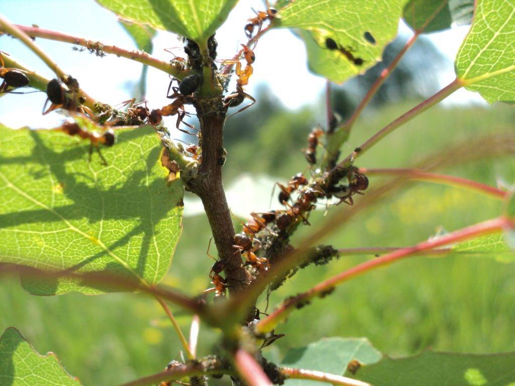6 способов избавиться от муравьев на деревьях садового участка