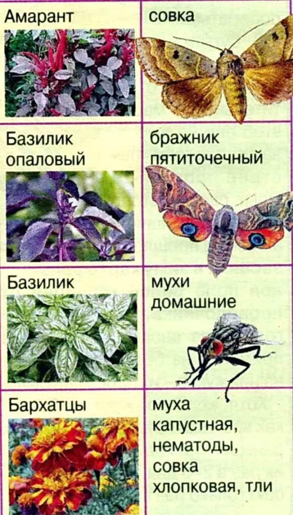Растения отпугивающие мух и других насекомых