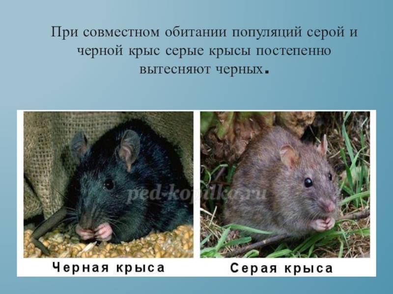 Крысы из курятника уходят за 3 дня: как избавиться простыми методами
