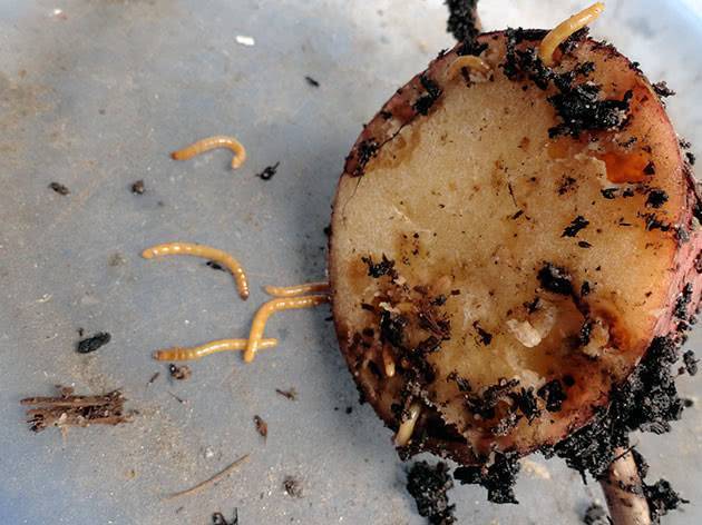 Как избавиться от проволочника на картофеле раз и навсегда – дачные дела