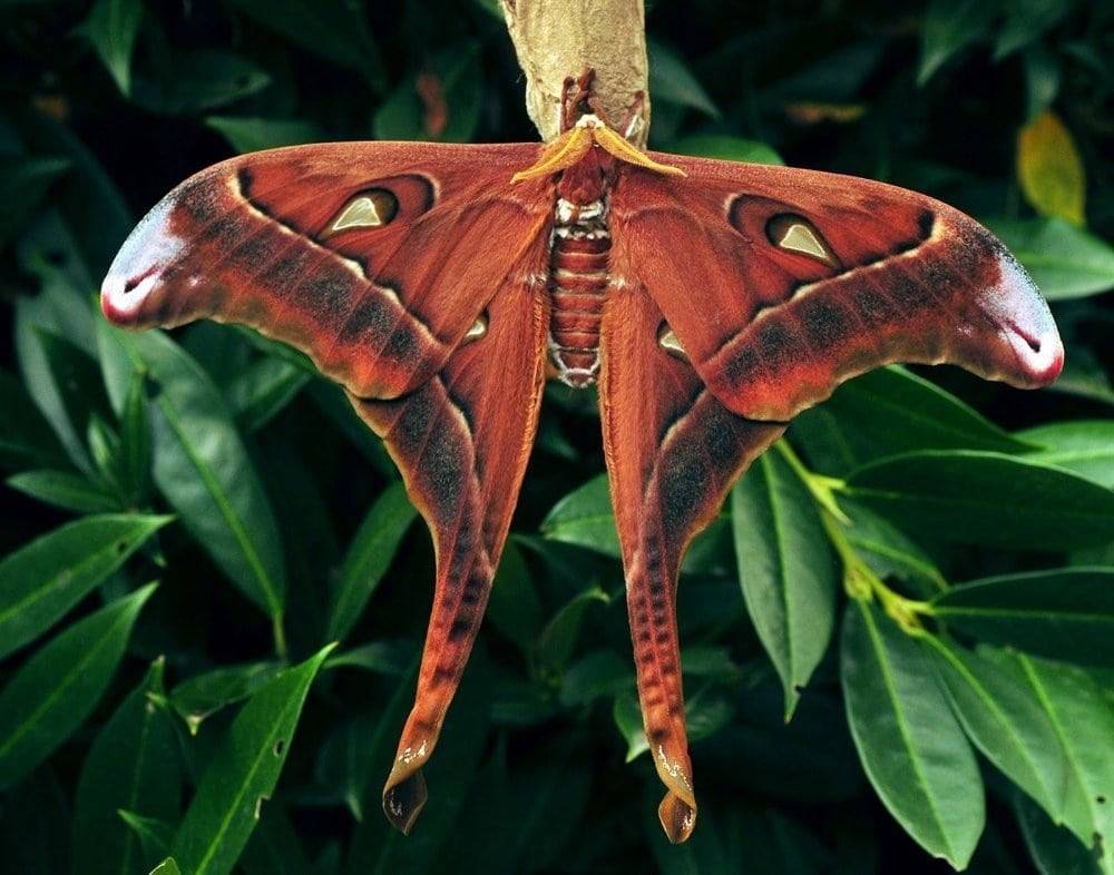 Attacus atlas фото