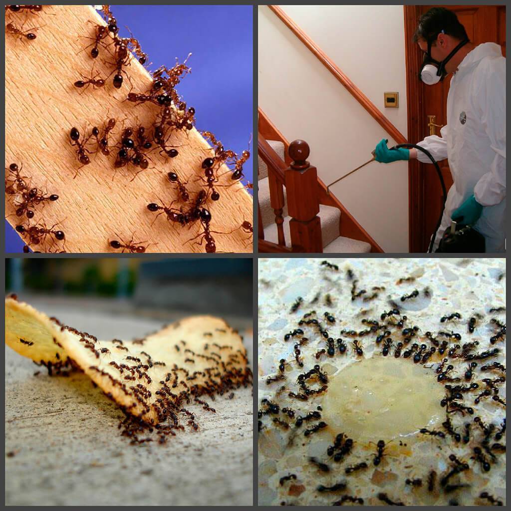 Желтые муравьи в квартире: описание, вредительство и как избавиться русский фермер