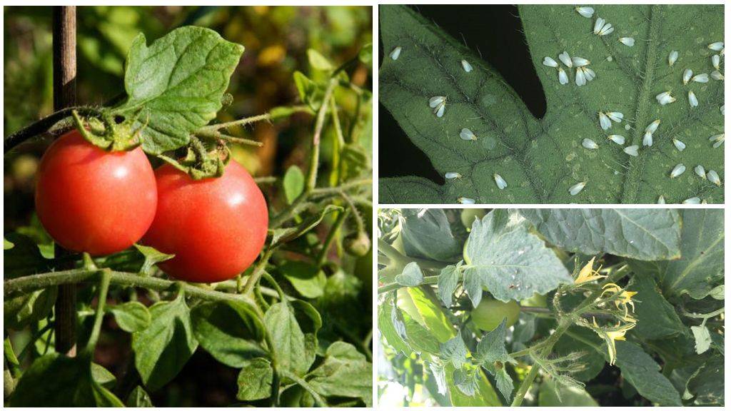 Белокрылка на помидорах: методы борьбы на огороде и в теплице