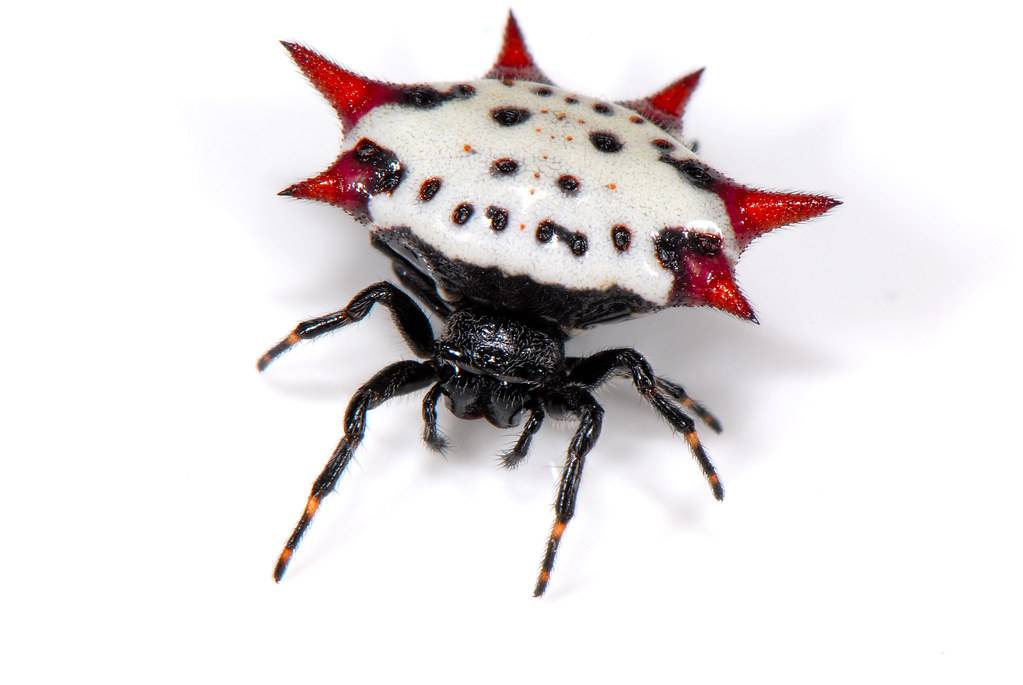 Рогатый паук кругопряд — зачем ему шипы и опасен ли он для человека?