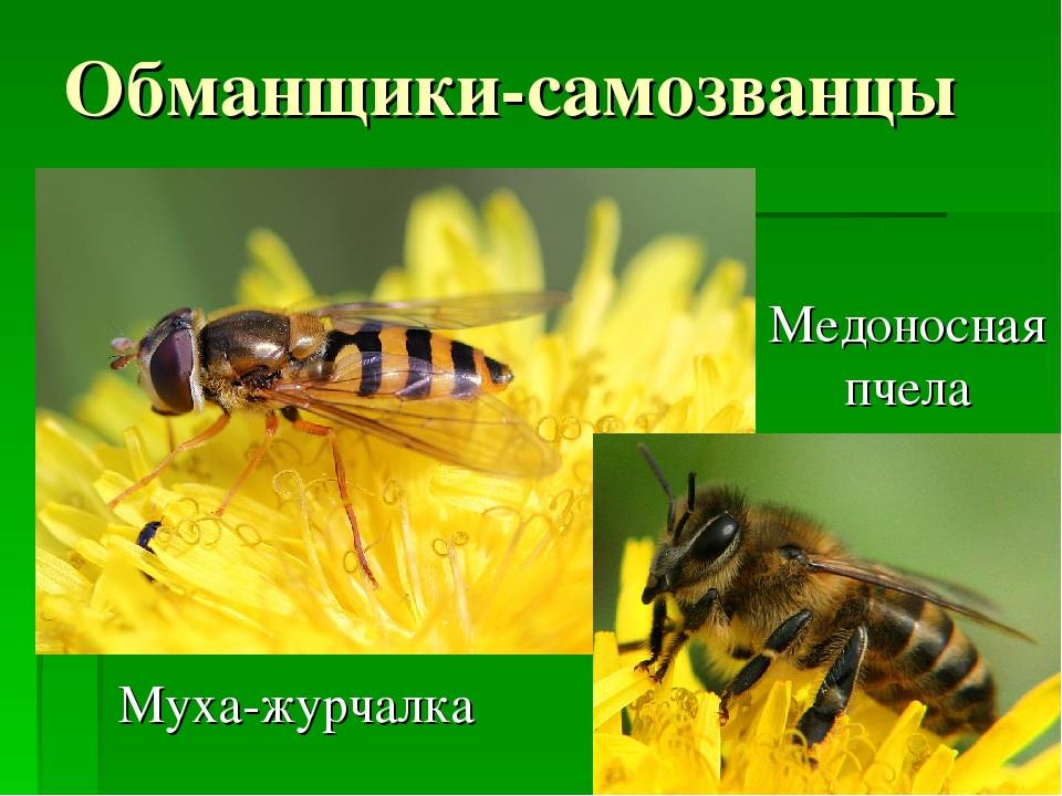 Личинка мухи пчеловидки