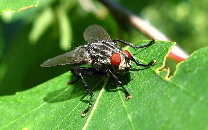 Капустная муха – как избавиться от вредителя?