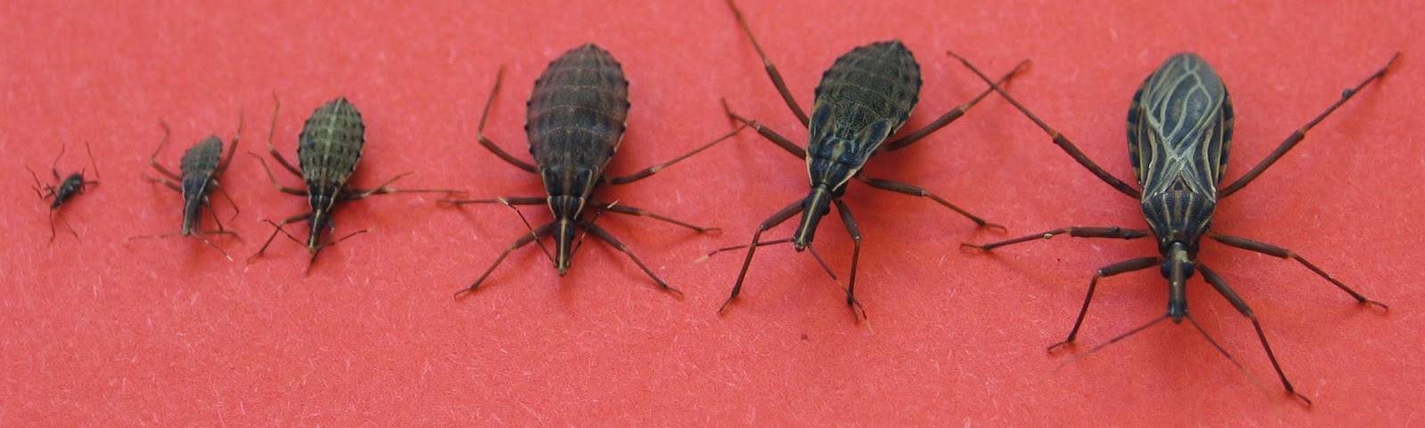 Триатомовые клопы – насекомые, убивающие поцелуем