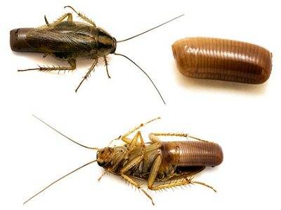 Тараканы домашние: как отличить самку от самца, размножение и развитие