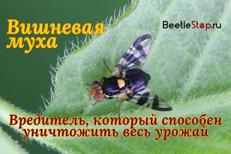 Вишневая муха: признаки и лучшие методы борьбы, правила обработки, что делать