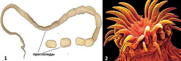 Огуречный цепень лечение. Паразит кошачий цепень. Паразит собачий цепень. Ленточные черви огуречный цепень.
