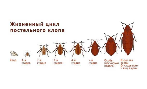 ❶ где живут клопы в квартире: места обитания где чаще всего прячутся, как обнаружить и избавиться от них?