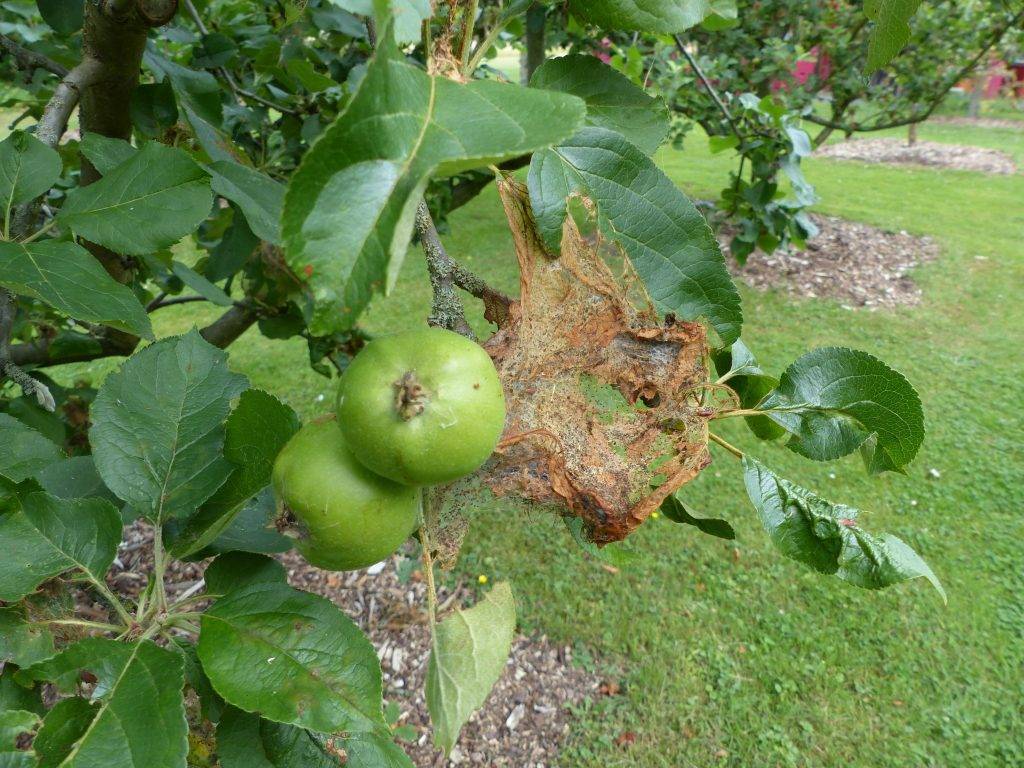 Паутинный клещ на яблоне: как избавиться навсегда, видео и фото