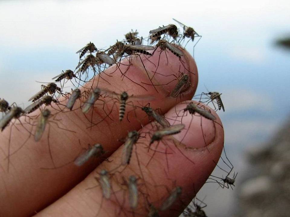 Комар: описание, питание, повадки, почему кусаются, размножение, виды, фото и видео