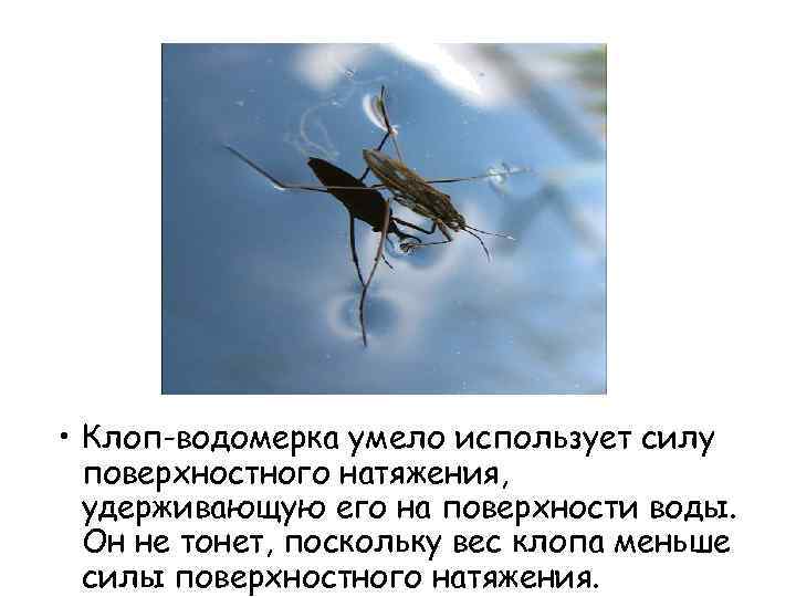 Водомерка насекомое. описание, особенности, виды, образ жизни и среда обитания водомерки. почему не тонет клоп водомерка