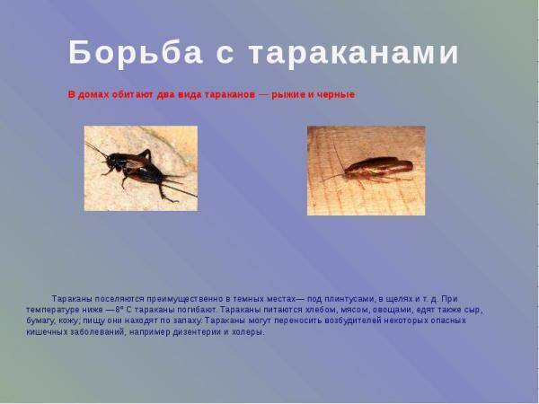 Чем опасны тараканы | блог компании parazit.pro