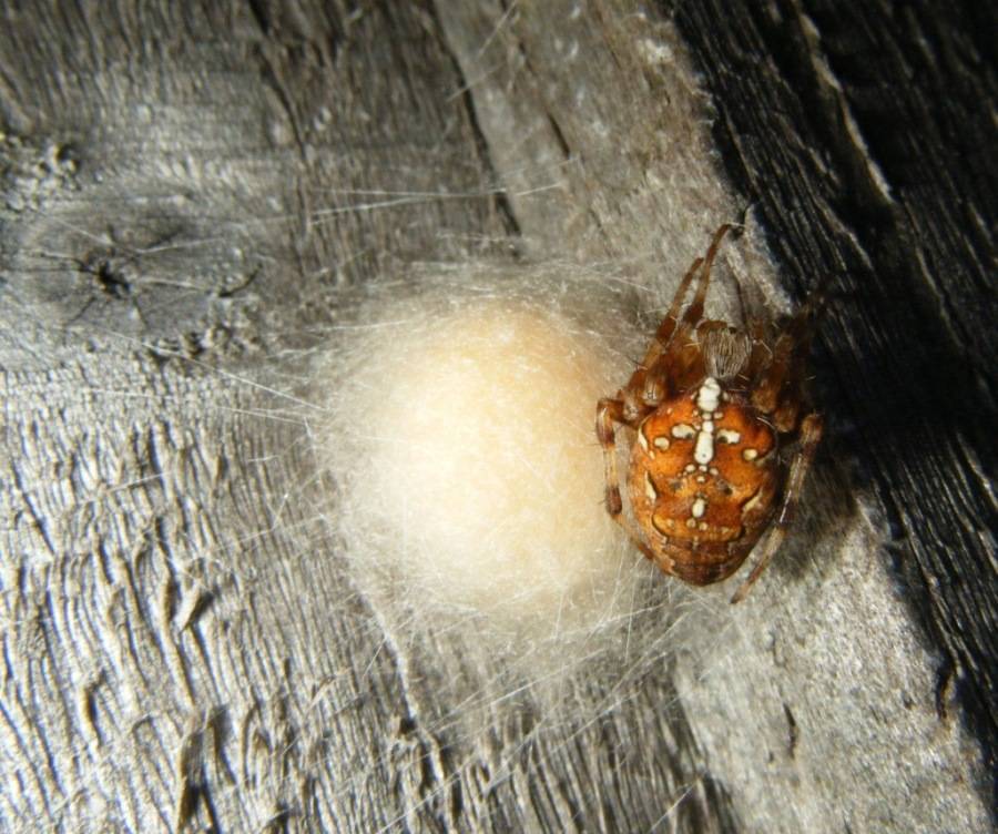 Яйца паука: где и как их откладывают пауки и как охраняют?