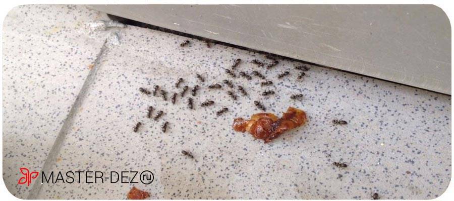 Как избавиться от муравьев в доме: наиболее эффективные способы