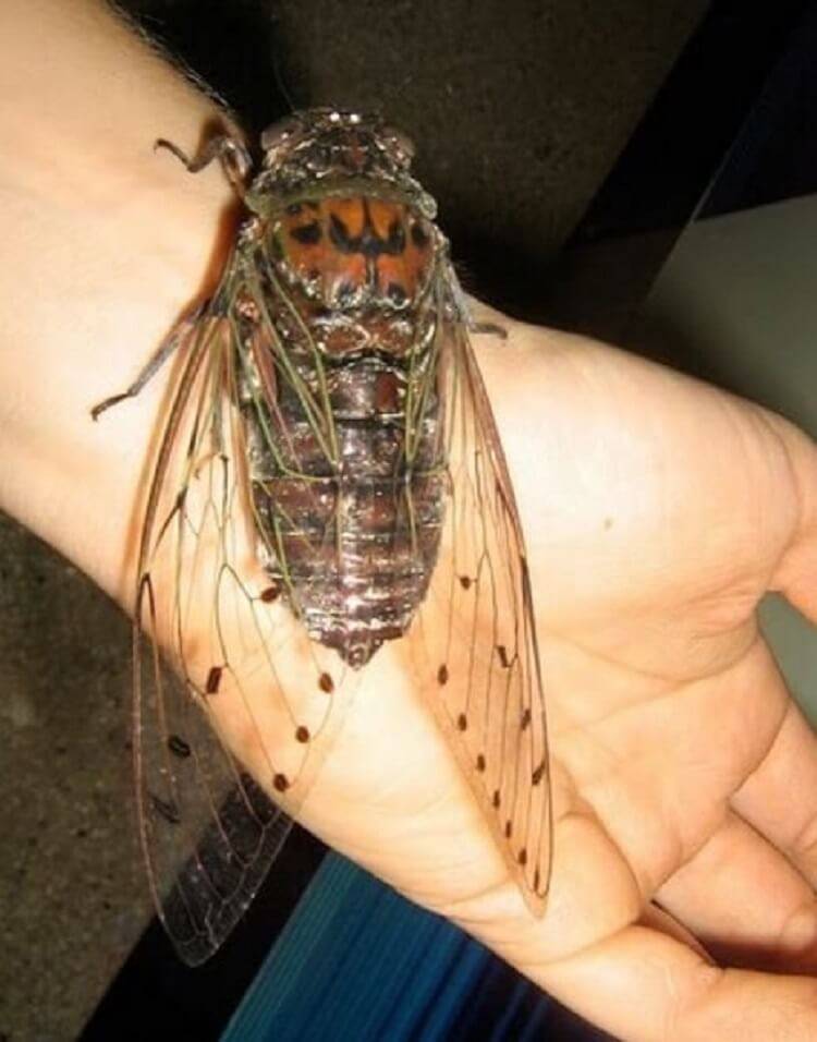Муха-боец – самая большая муха в мире