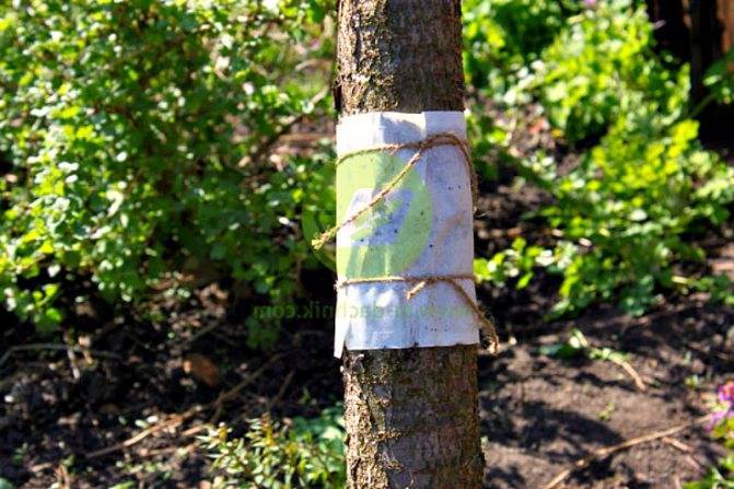 Как избавиться от муравьев и тли на деревьях: средства защиты и народные ловушки