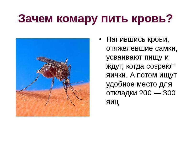 Сколько живут комары: жизненный цикл насекомого
