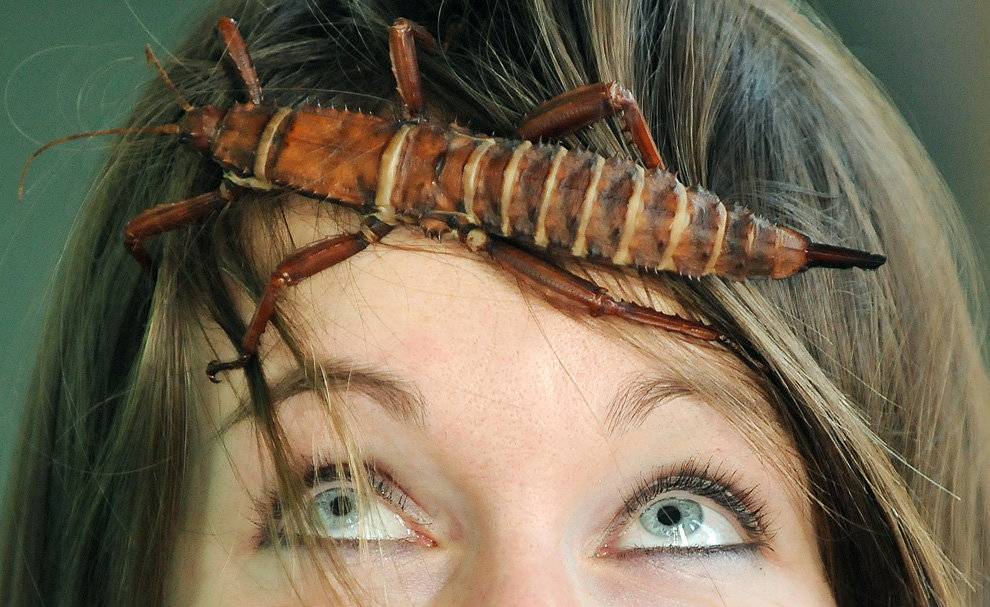 Самые большие тараканы в мире: названия, фото и описания