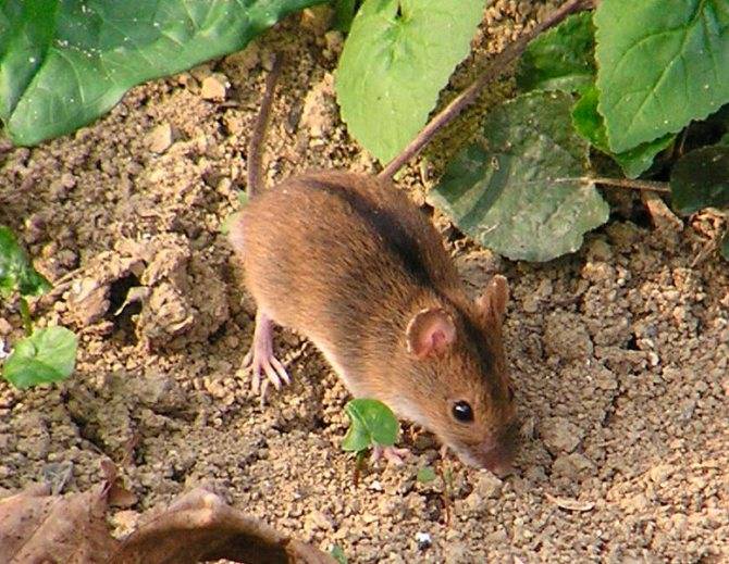 Мыши полевые (полевки) - как быстро и эффективно избавиться?