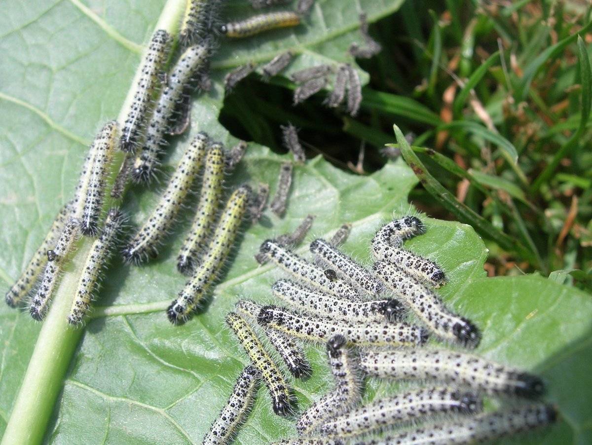 Полезные насекомые в саду и огороде: фото, названия хищников-энтомофагов, защищающих растения от вредителей