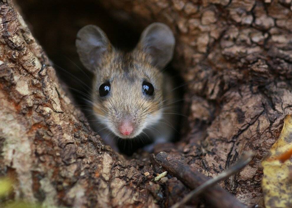 Мышь это не крыса: сколько живёт, сколько весит, какие виды есть, размер