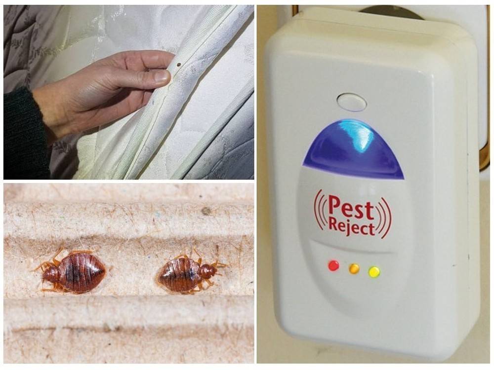 ❶ pest reject от тараканов: отзывы покупателей об ультразвуковом отпугивателе от тараканов, грызунов и насекомых пест реджект