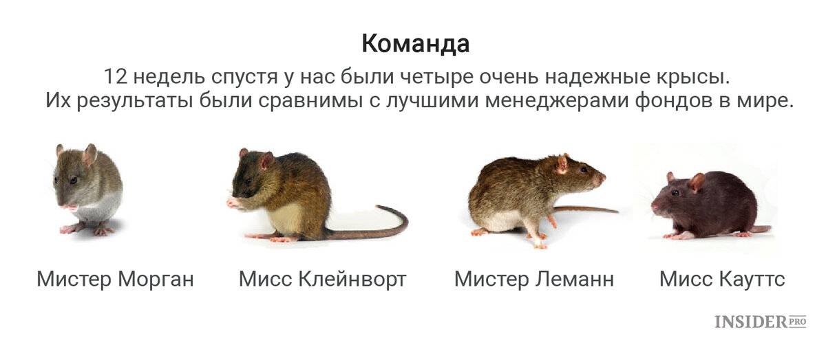Самая большая крыса - список самых огромных пород крыс, максимальный размер