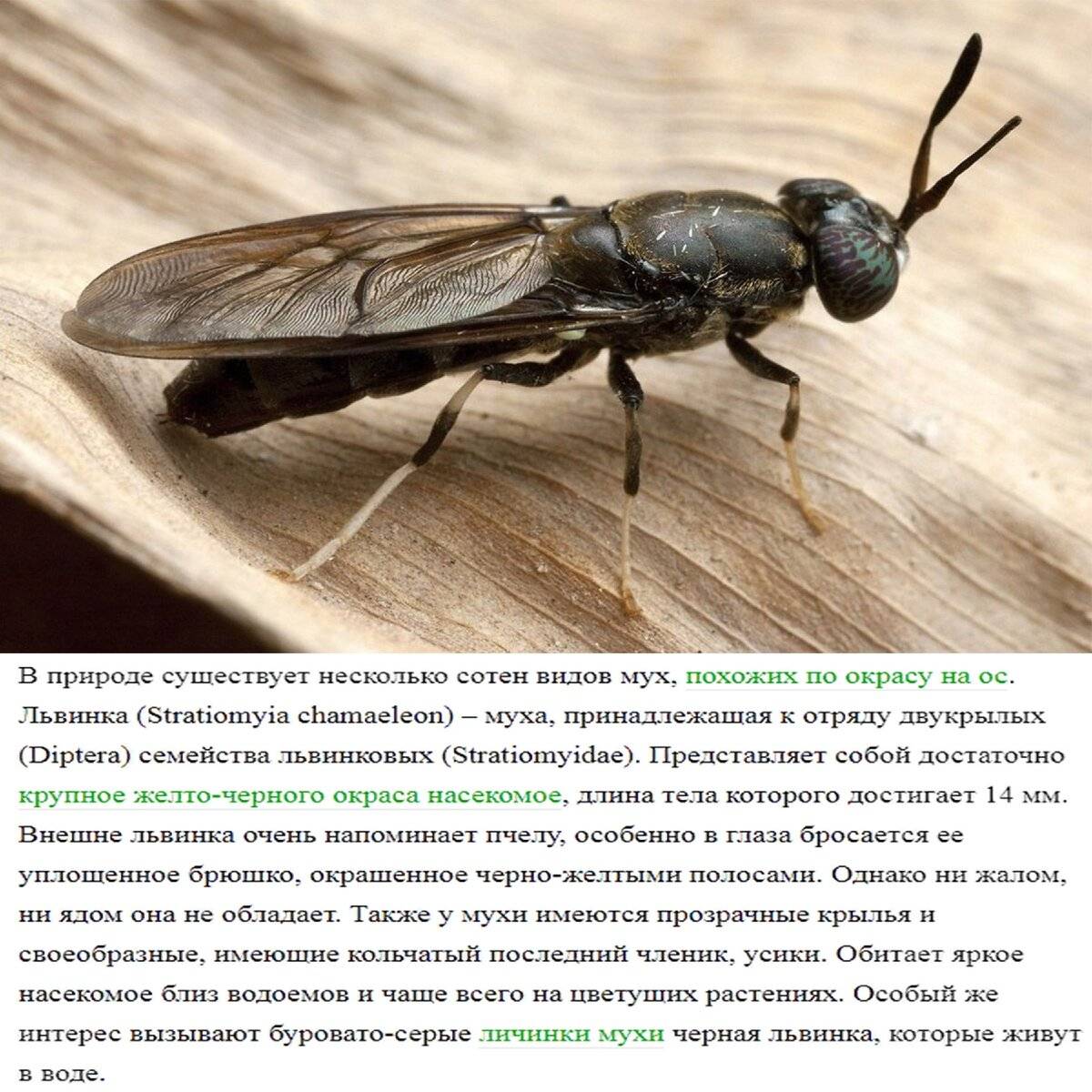 Муха hermetia illucens: внешний вид и жизненный цикл насекомого