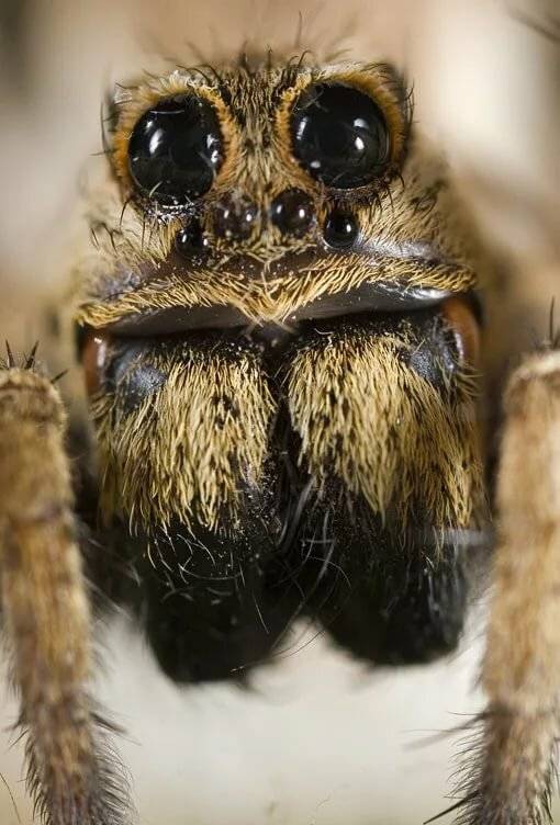 Особенности зрения паукообразных: сколько глаз у скорпиона