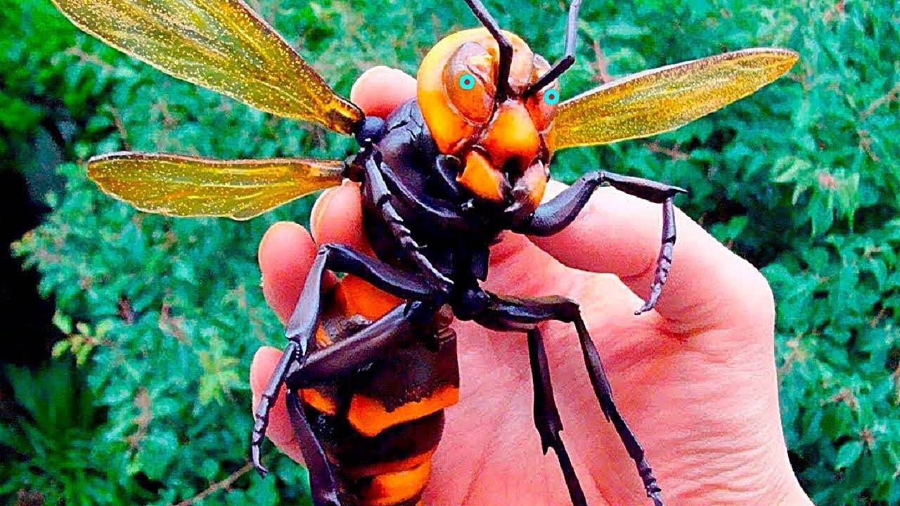 Азиатский шершень: описание большого насекомого и его образ жизни