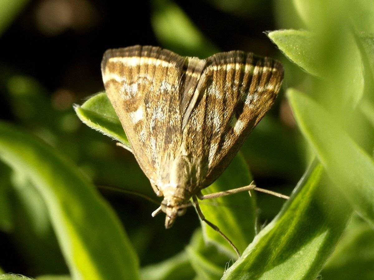 Луговой мотылек – бабочка невзрачной наружности с огромным вредоносным потенциалом