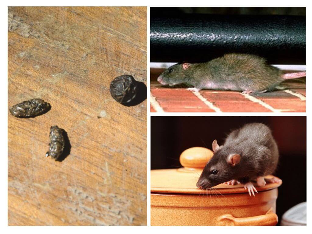 Некоторые правила избавления от грызунов. чем мышиный помет отличается от крысиного?