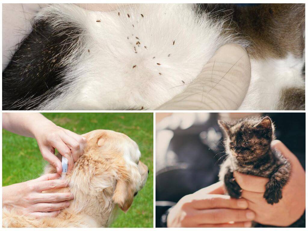 Клещи у кошек - виды, опасность, лечение