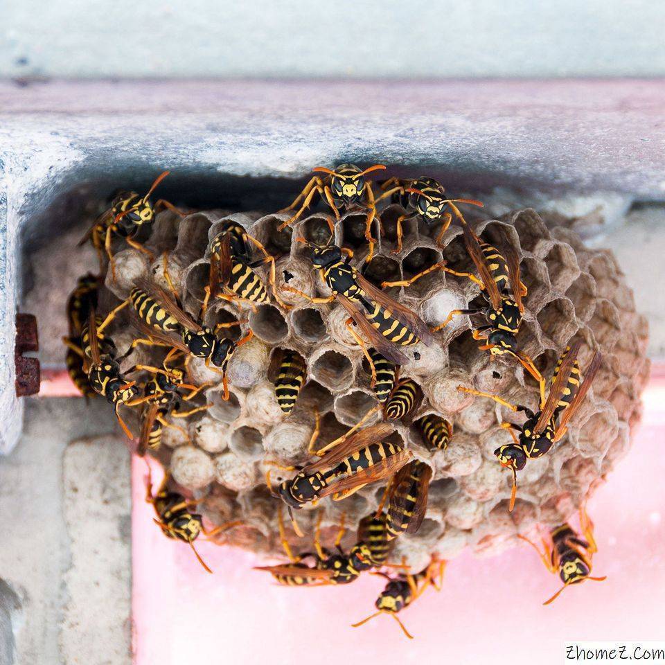 Как избавиться от досаждающих на пасеке ос и шершней. методы борьбы с осами на пасеке: как можно спасти пчел от нападений