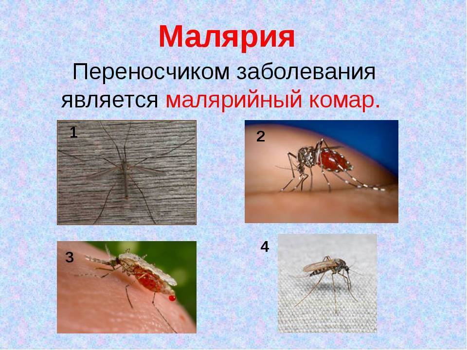 Как выглядят малярийные комары и чем они опасны для человека