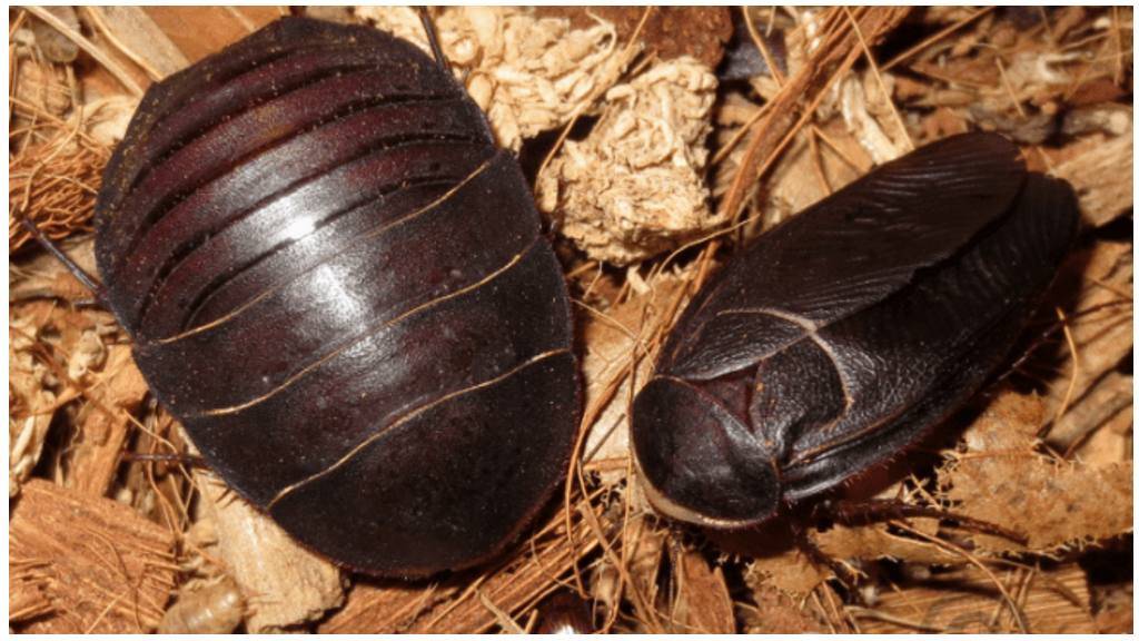 Египетский таракан: экзотика за стеклом террариума