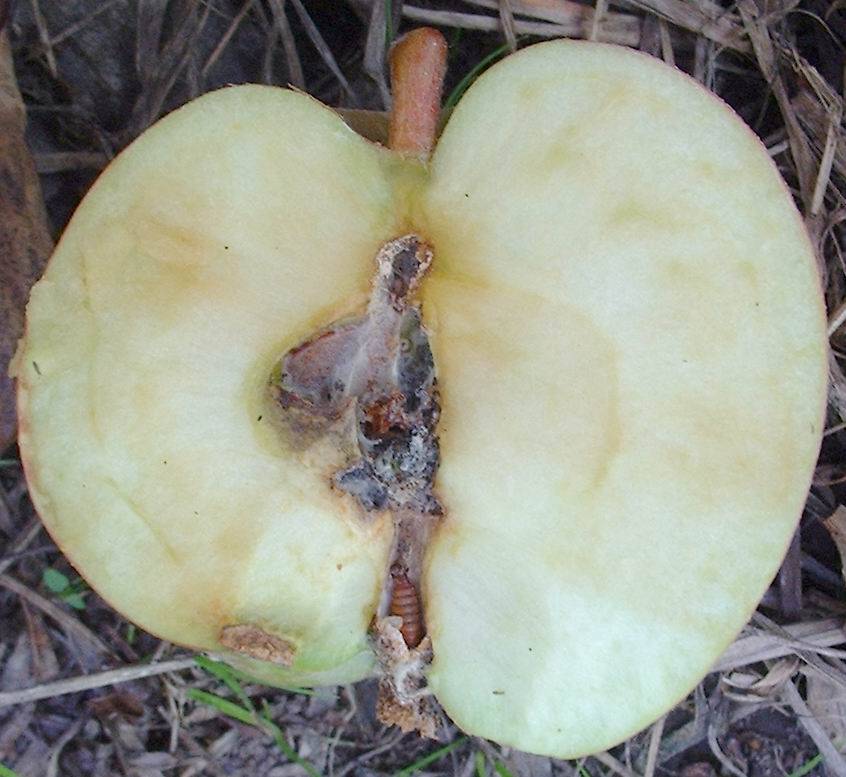 Плодожорка на яблоне: методы борьбы химическими и народными средствами