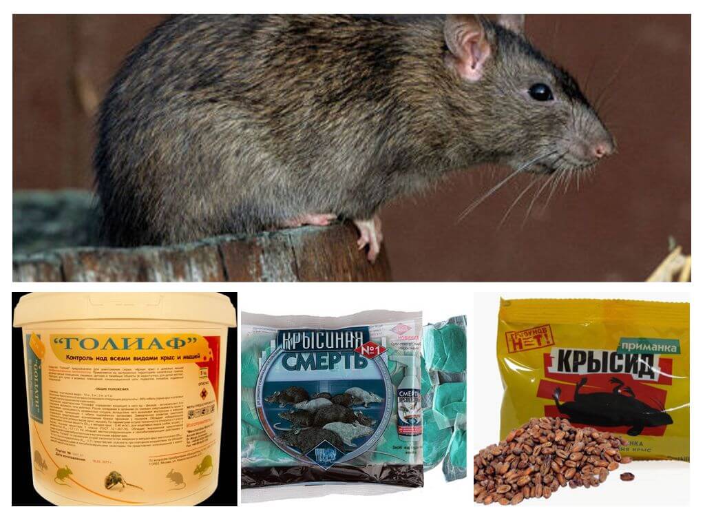 Крысиный помет - фото и отличия