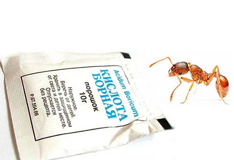 Борная кислота от муравьев: рецепты с яйцом, медом, сахаром